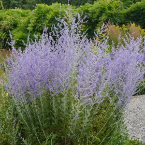 Perovskia atriplicifolia 'Blue Spritzer ~ Blue Spritzer Russian Sage
