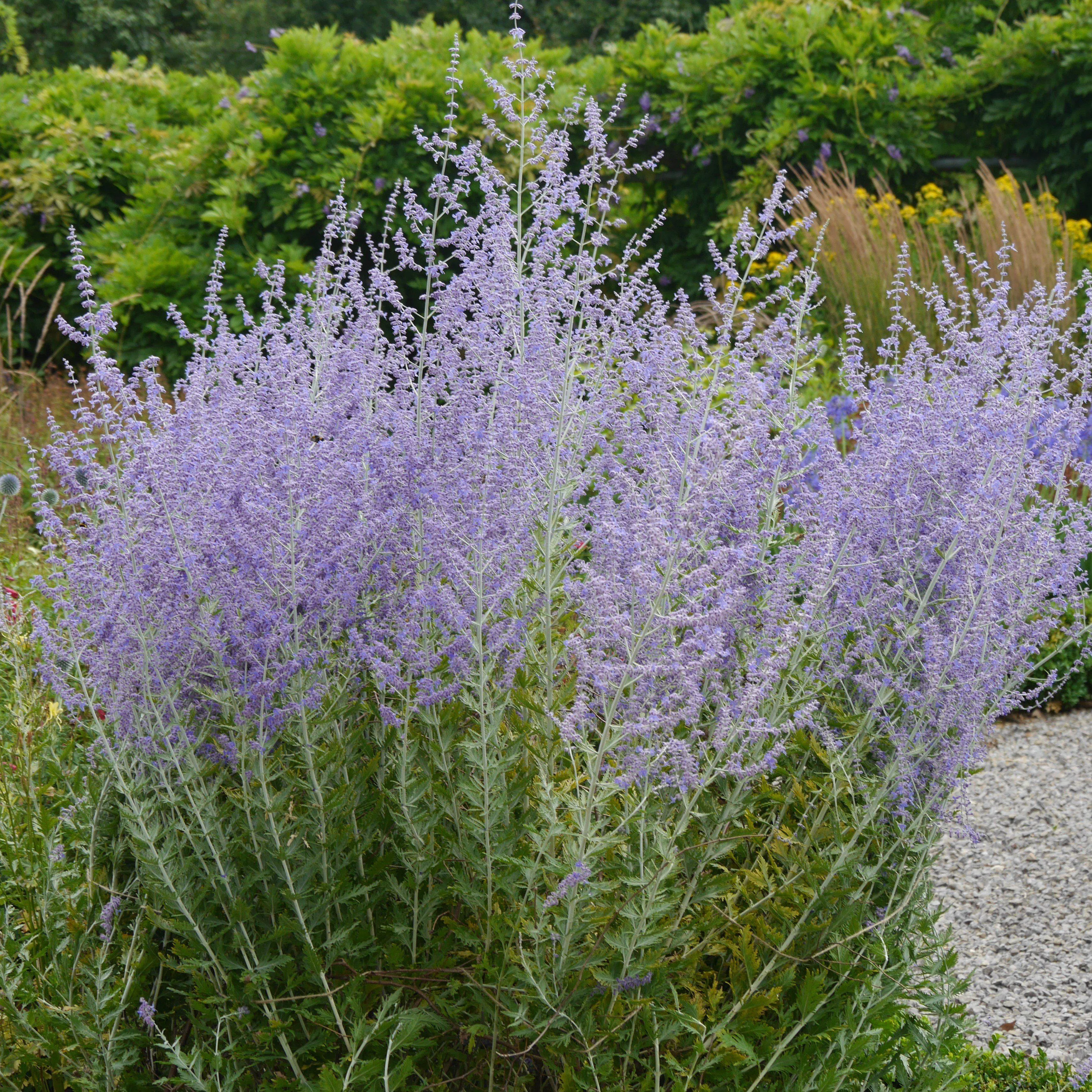 Perovskia atriplicifolia 'Blue Spritzer ~ Blue Spritzer Russian Sage